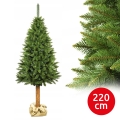 220 cm kõrge jõulupuu tüvel (kuusk)