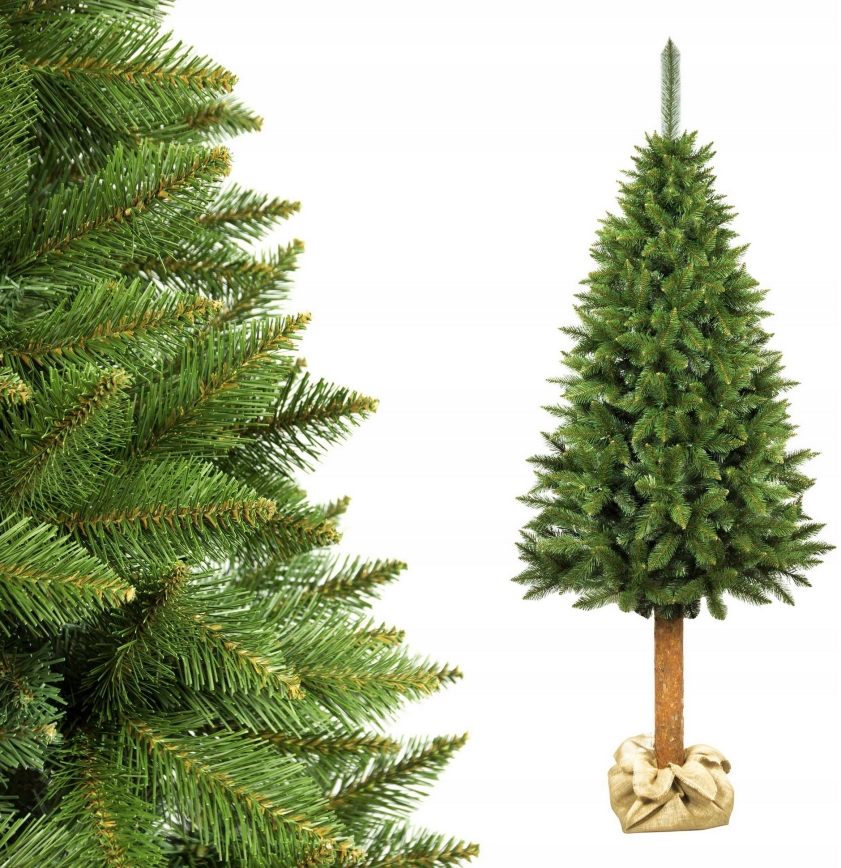 220 cm kõrge jõulupuu tüvel (kuusk)