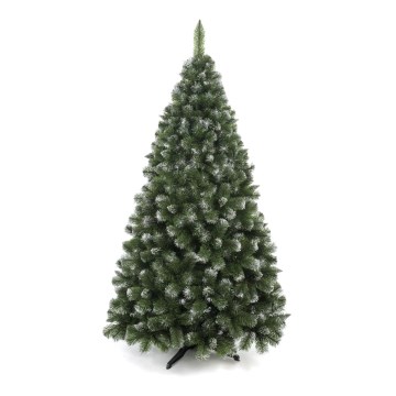 250 cm kõrge mändjõulupuu