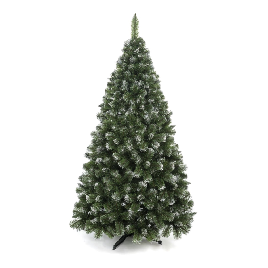 250 cm kõrge mändjõulupuu