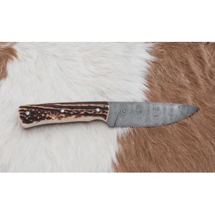 Damaskuse jahinuga 11 cm hirve sarv