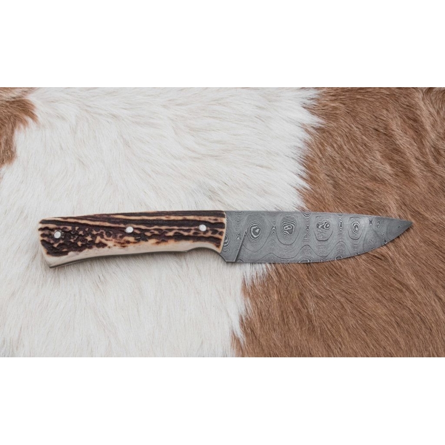 Damaskuse jahinuga 11 cm hirve sarv