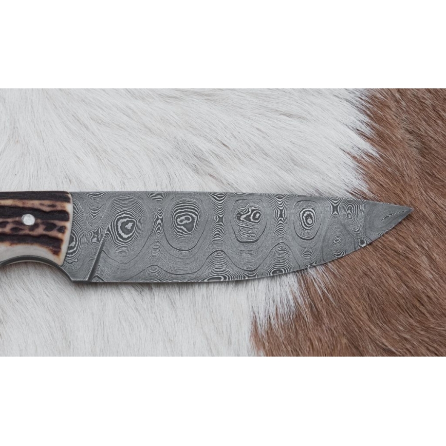 Damaskuse jahinuga 11 cm hirve sarv