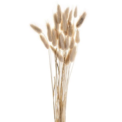 Eglo - Kuivatatud lill 60 cm beež