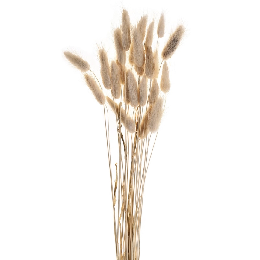 Eglo - Kuivatatud lill 60 cm beež