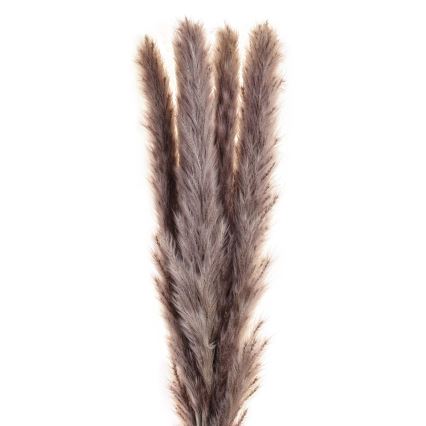 Eglo - Kuivatatud lill 60 cm lilla