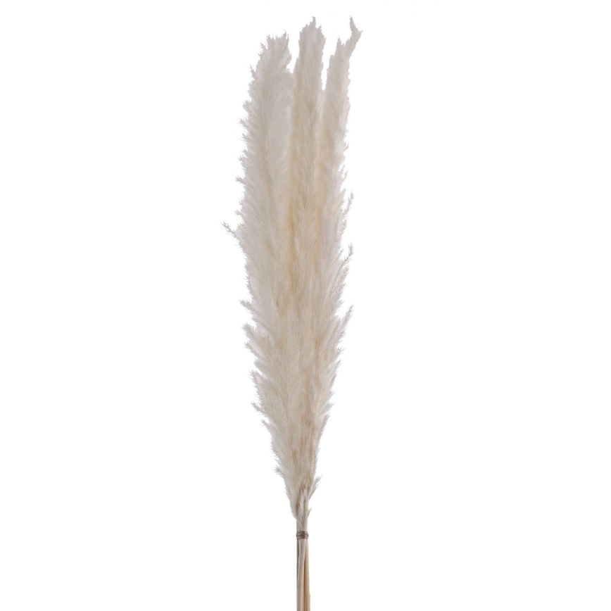 Eglo - Kuivatatud lill 70 cm valge