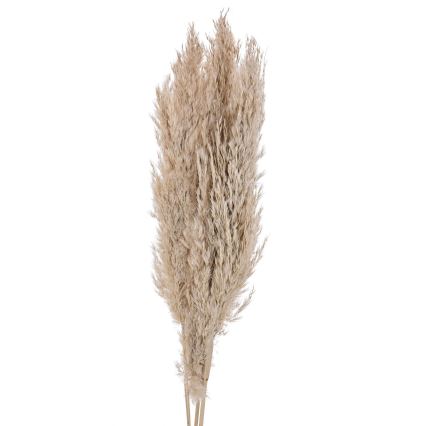 Eglo - Kuivatatud lill 85 cm beež