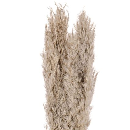 Eglo - Kuivatatud lill 55 cm beež
