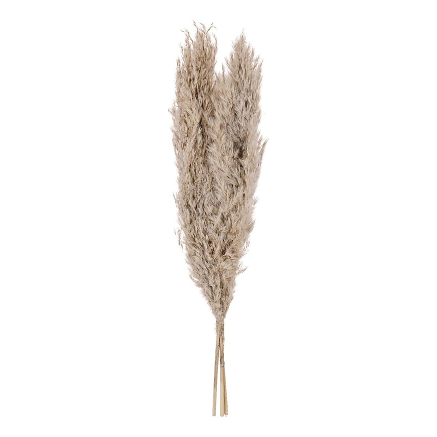 Eglo - Kuivatatud lill 55 cm beež