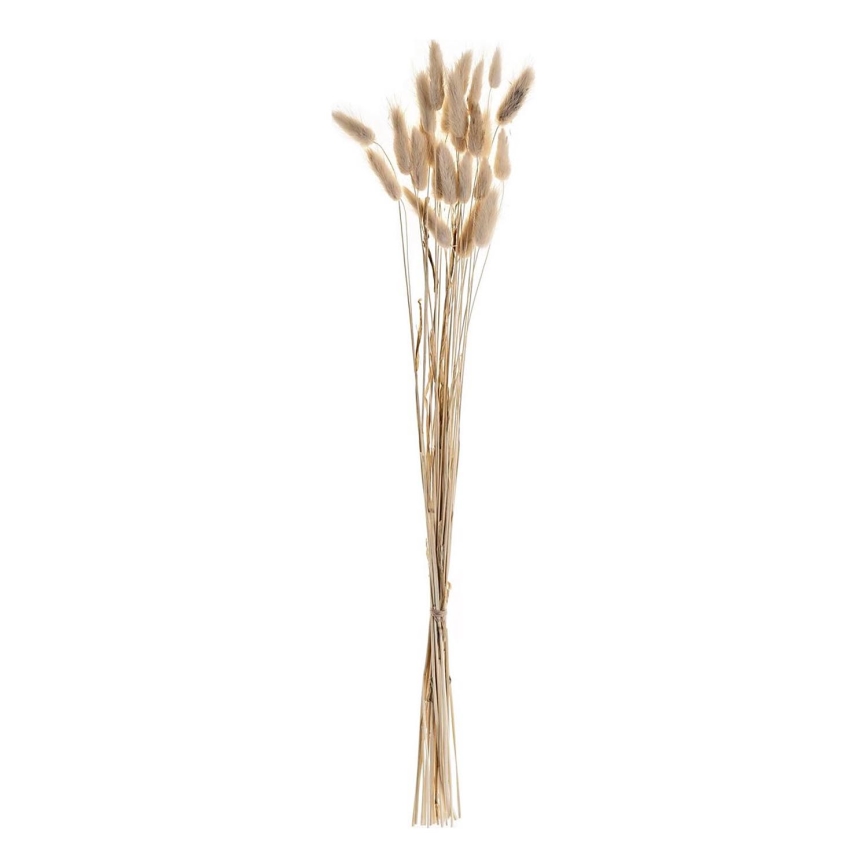 Eglo - Kuivatatud lill 60 cm beež