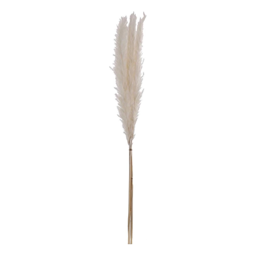 Eglo - Kuivatatud lill 70 cm valge