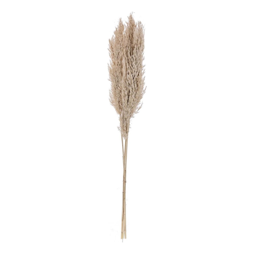Eglo - Kuivatatud lill 85 cm beež