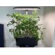 Immax NEO 07770L - LED Hämardatav siselamp taimede jaoks NEO LITE LED/36W/24/230V Wi-Fi Tuya