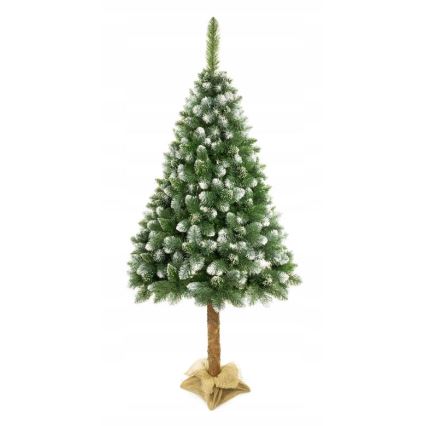 Jõulupuu koos tüvega 220 cm mänd