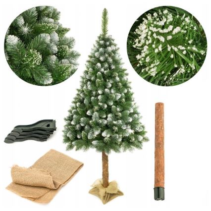 Jõulupuu koos tüvega 220 cm mänd