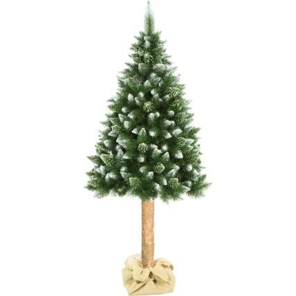 Jõulupuu tüvega 180 cm mänd