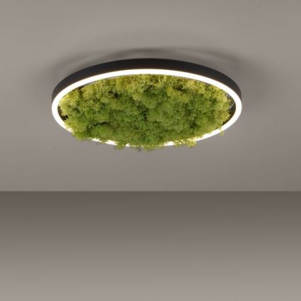 JUST LIGHT. 15391-66 - LED Hämardatav laevalgusti ROHELINE RITU LED/20W/230V