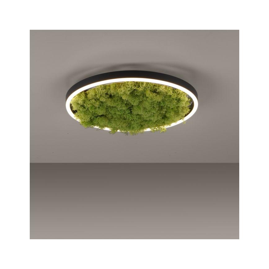 JUST LIGHT. 15391-66 - LED Hämardatav laevalgusti ROHELINE RITU LED/20W/230V