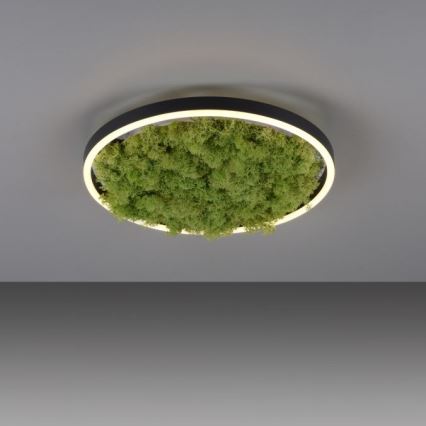 JUST LIGHT. 15391-66 - LED Hämardatav laevalgusti ROHELINE RITU LED/20W/230V