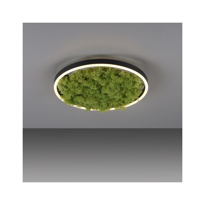 JUST LIGHT. 15391-66 - LED Hämardatav laevalgusti ROHELINE RITU LED/20W/230V
