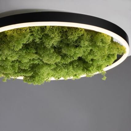JUST LIGHT. 15391-66 - LED Hämardatav laevalgusti ROHELINE RITU LED/20W/230V