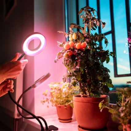 LED Hämardatav paindlik laualamp klambriga taimede kasvatamiseks VITARO 2xLED/4W/230V must