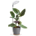 LED hämardatav laualamp taimede kasvatamiseks VERDI LED/5W/5V 1300K CRI 95 valge