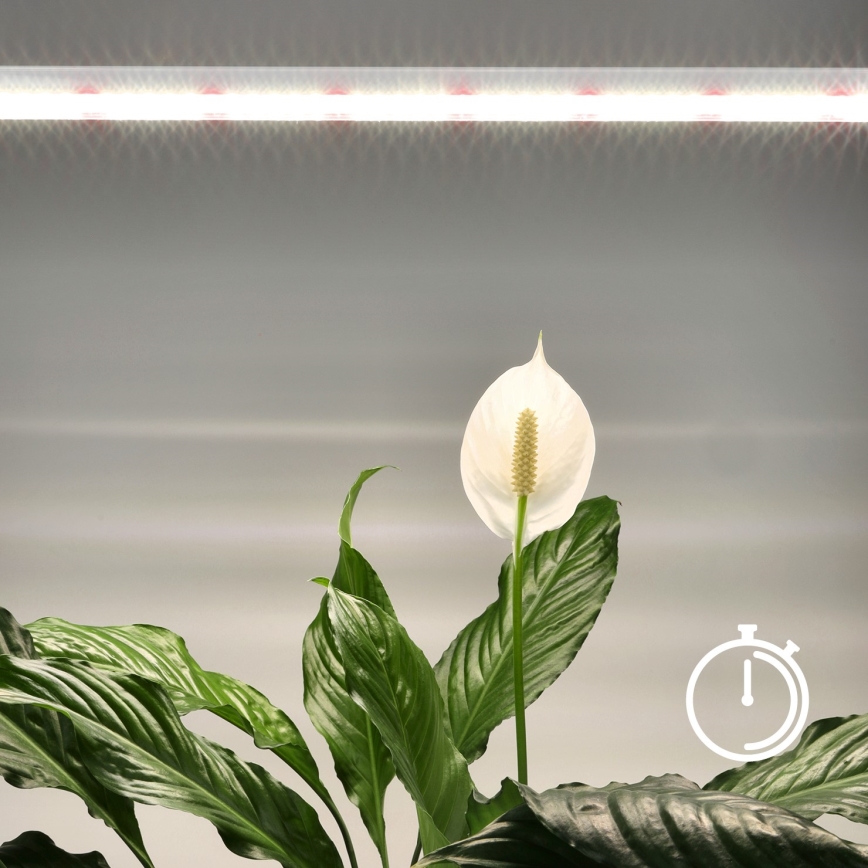 LED Kapialune valgusti kööki taimede kasvatamiseks GROWLY LED/15W/230W