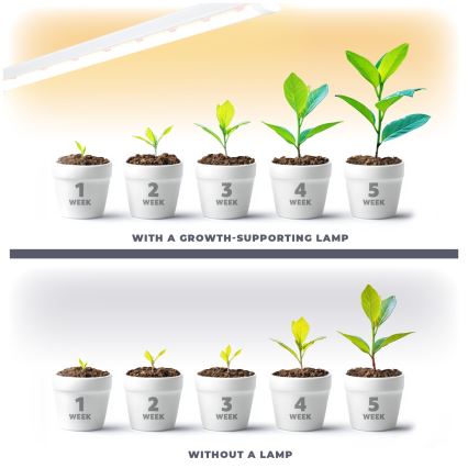 LED Kapialune valgusti kööki taimede kasvatamiseks GROWLY LED/15W/230W