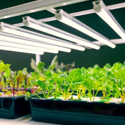 LED Kapialune valgusti kööki taimede kasvatamiseks GROWLY LED/9W/230V valge