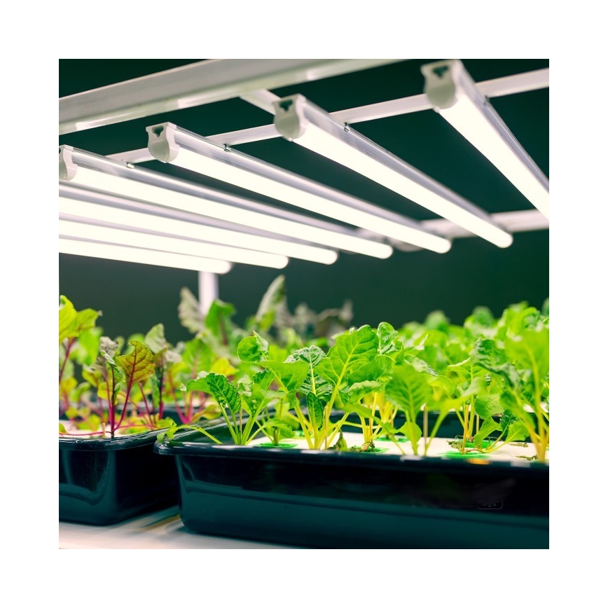 LED Kapialune valgusti kööki taimede kasvatamiseks GROWLY LED/9W/230V valge