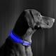 LED Laetav koera kaelarihm 35-43 cm 1xCR2032/5V/40 mAh sinine