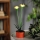 LED päikesevalgusti LED/1,2V 200 mAh IP44 lillekujuline