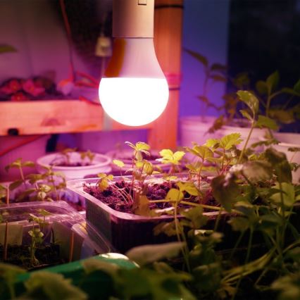 LED Pirn taimekasvatuseks PLANTY E27/11W/230V 1200K valge