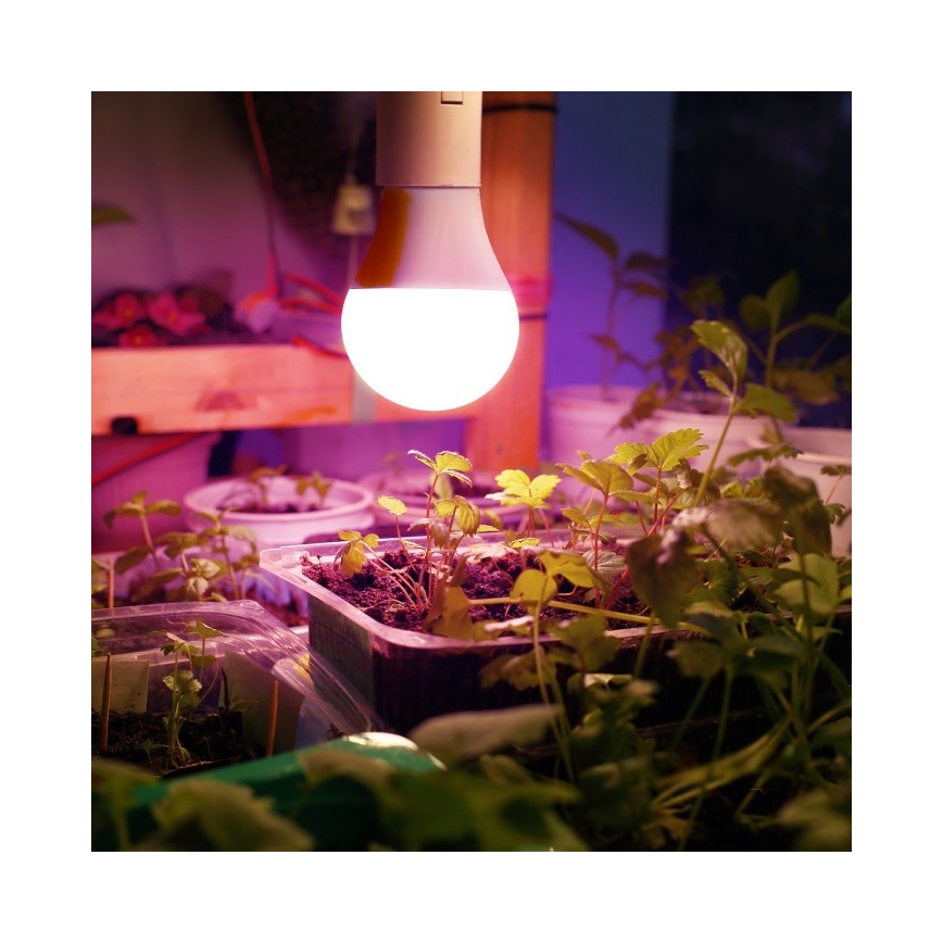 LED Pirn taimekasvatuseks PLANTY E27/11W/230V 1200K valge