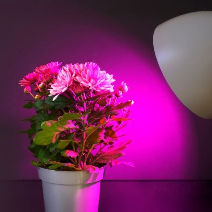 LED Pirn taimekasvatuseks PLANTY E27/11W/230V 1200K valge