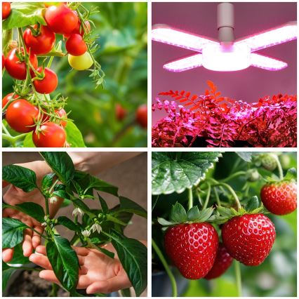LED Pirn taimekasvatuseks PLANTY E27/40W/230V 1200K