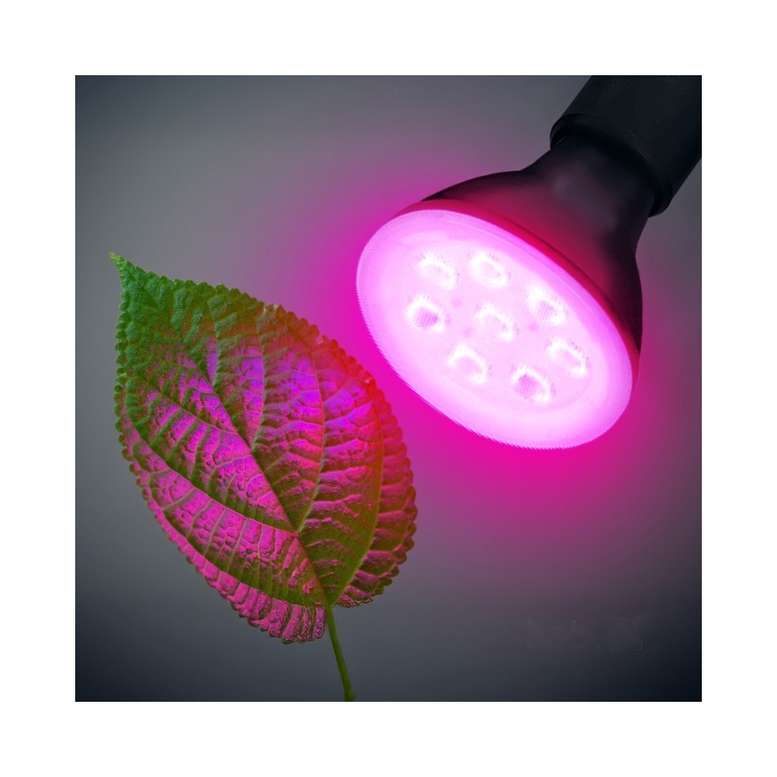 LED Pirn taimekasvatuseks PLANTY E27/7W/230V 1200K must