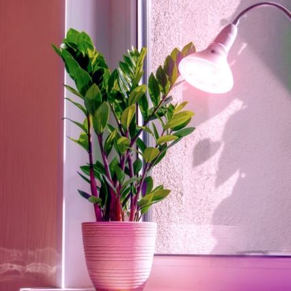 LED Pirn taimekasvatuseks PLANTY E27/7W/230V 1200K valge