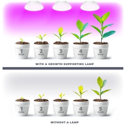 LED Pirn taimekasvatuseks PLANTY E27/7W/230V 1200K valge