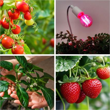 LED Pirn taimekasvatuseks PLANTY E27/8W/230V 1200K