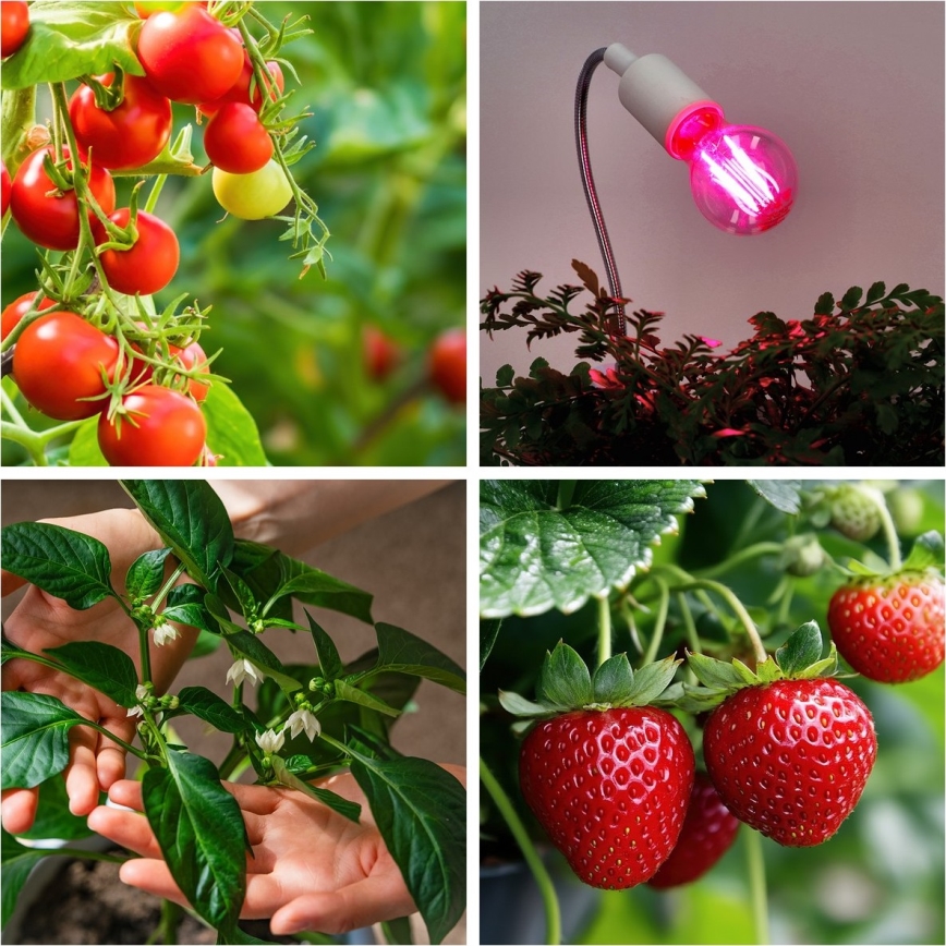 LED Pirn taimekasvatuseks PLANTY E27/8W/230V 1200K
