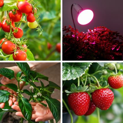 LED Pirn taimekasvatuseks PLANTY E27/9W/230V 1200K valge