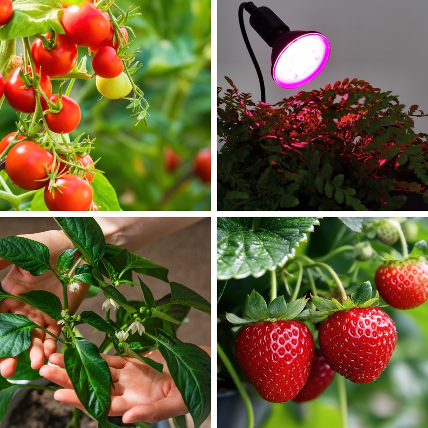 LED Pirn taimekasvatuseks VITABLOOM E27/9W/230V 1200K must - Brilagi