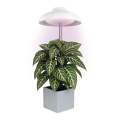 LED siseruumide taimekasvulamp GROW LED/5W/5V
