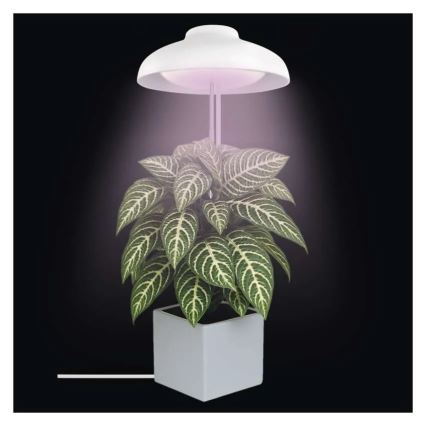 LED siseruumide taimekasvulamp GROW LED/5W/5V