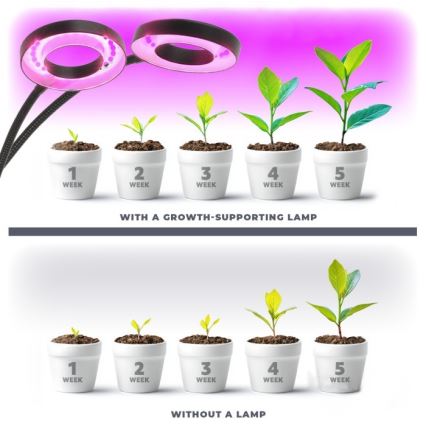 LED reguleeritav painduv lauavalgusti klambriga taimede kasvatamiseks VITARO 2xLED/4W/230V must