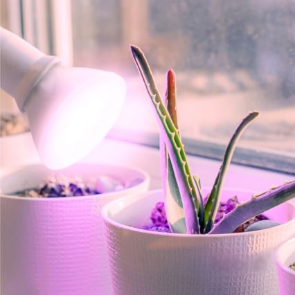 LED-taimelamp PLANTY E27/7W/230V 1200K valge