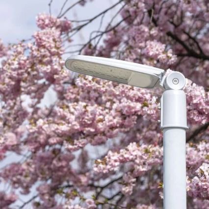 LED Tänavalamp SOLIS LED/50W/230V 4000K IP65